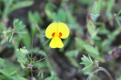 Smithia hirsuta